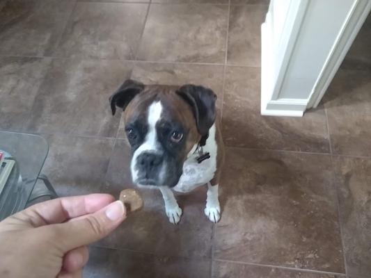 he loves treats!
