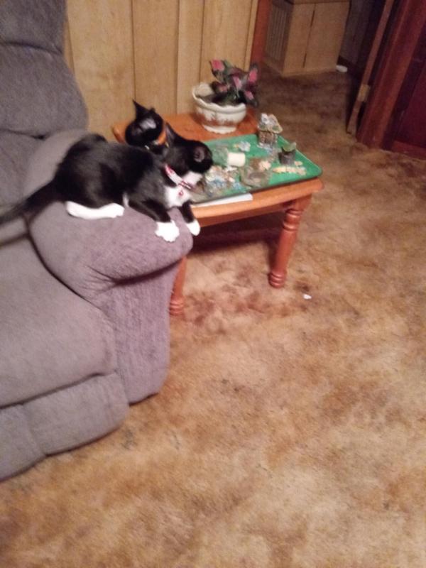 both babies sporting their new collars