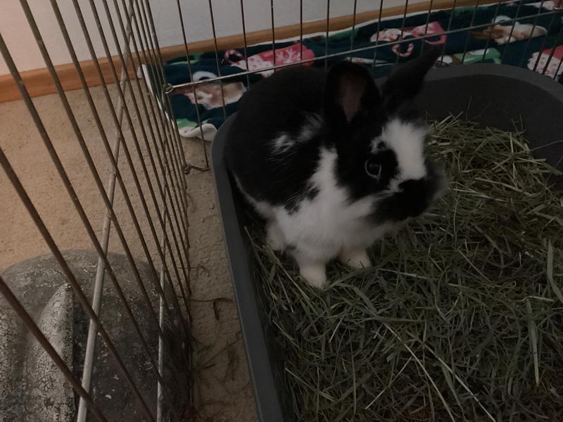 Enjoying my hay!