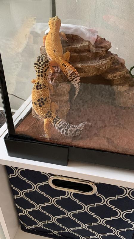 Echo and Freckles play King (or Queen) of the Mountain!