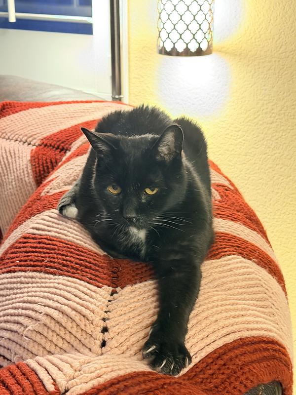 This is Jessie