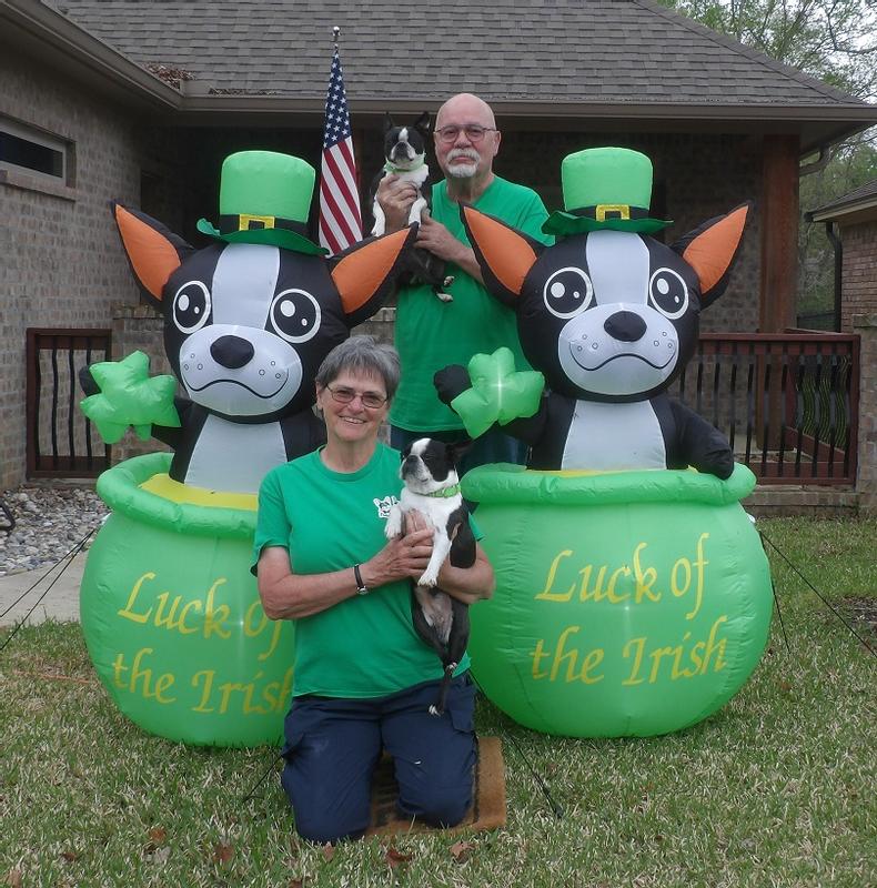 The pups are sporting their green Blueberry collars for the Wearing of the Green on Saint Paddy's Day