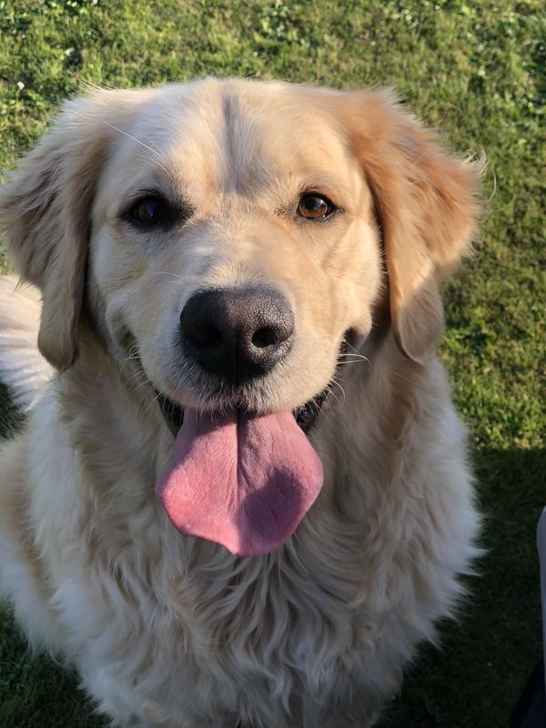Happy Pain Free Dog!
