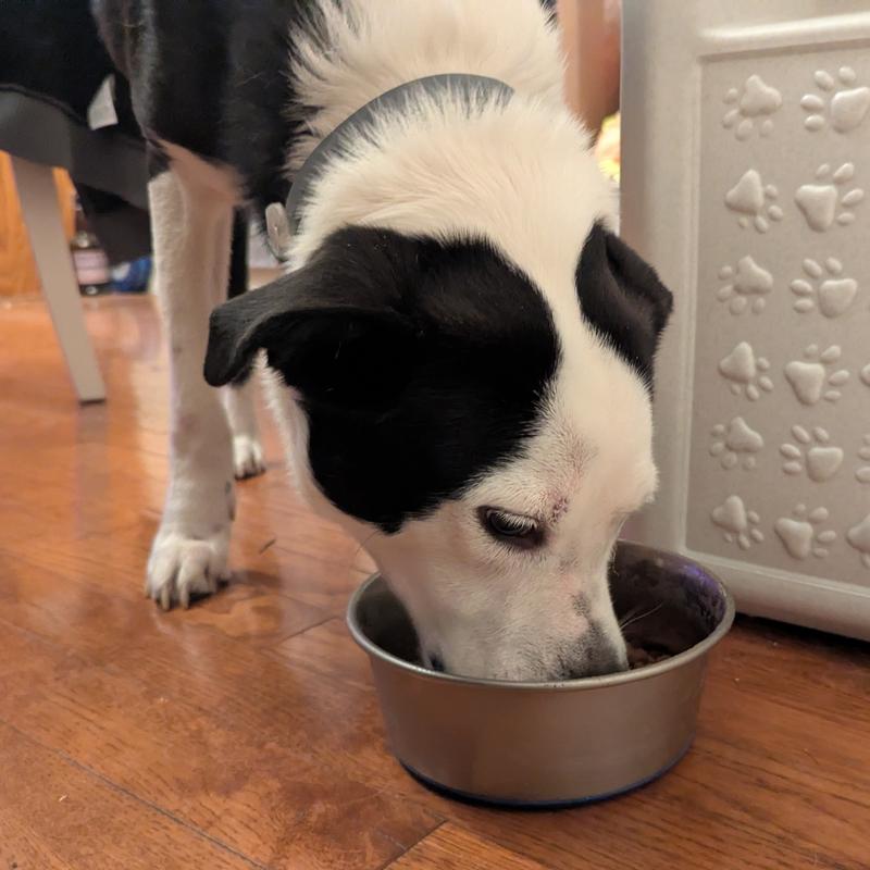 Photo of a black-and-white, Pit mix dog eagerly eating his meal.