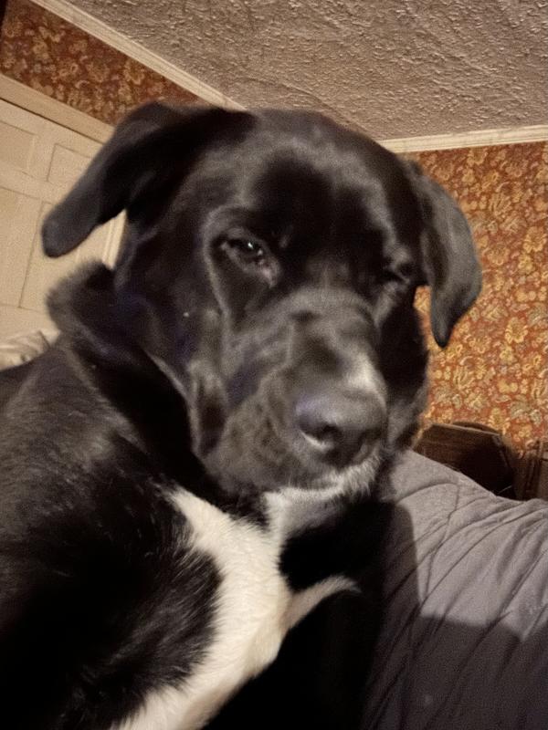 Ziva: I ate the whole bag and I’m not sorry