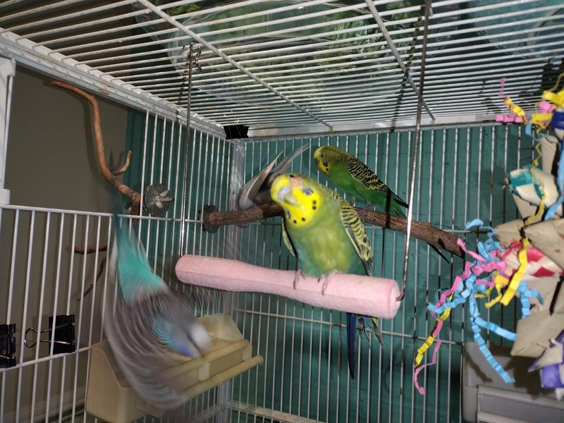 Frankie on Her Swing...I only have videos of her with her toy, which she already shredded. Ha!