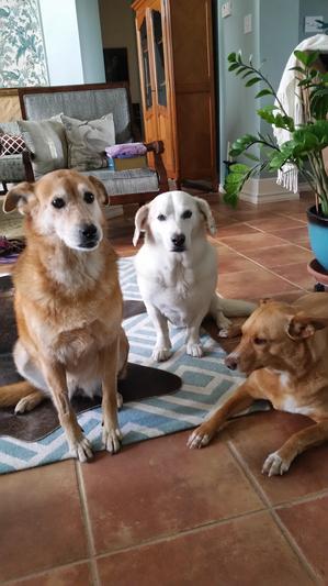 Darcy, Em and Gingersnap