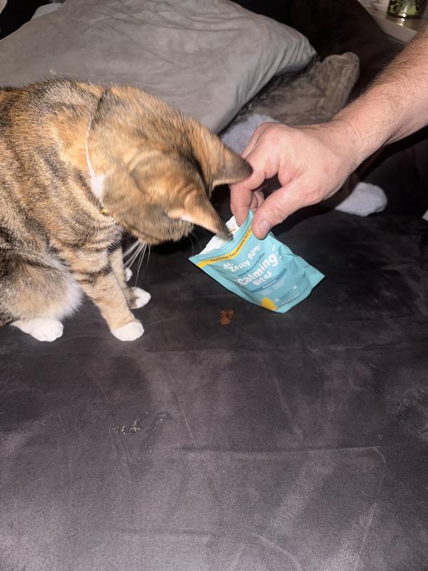 Sweetie was very interested