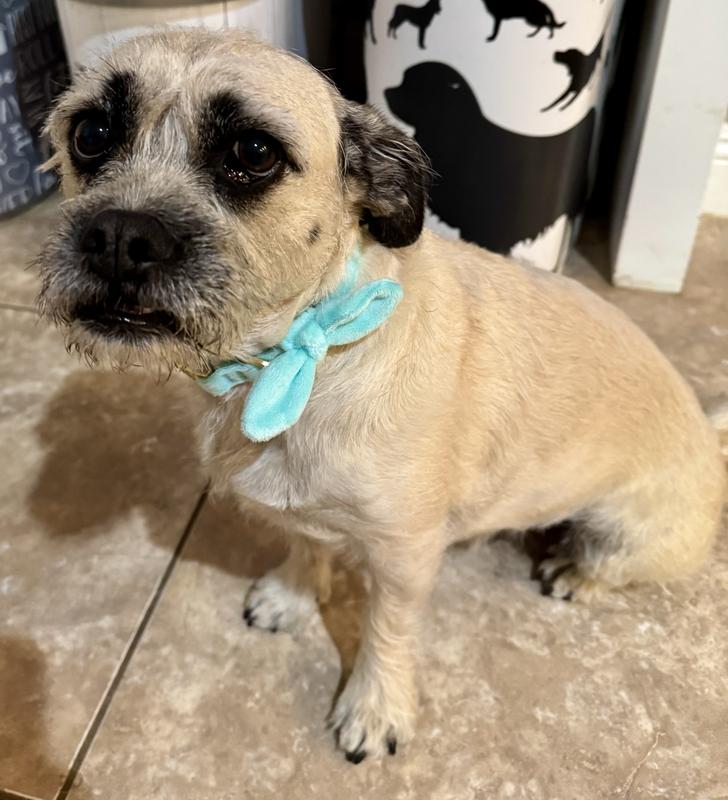 Size small collar on a 24lb dog