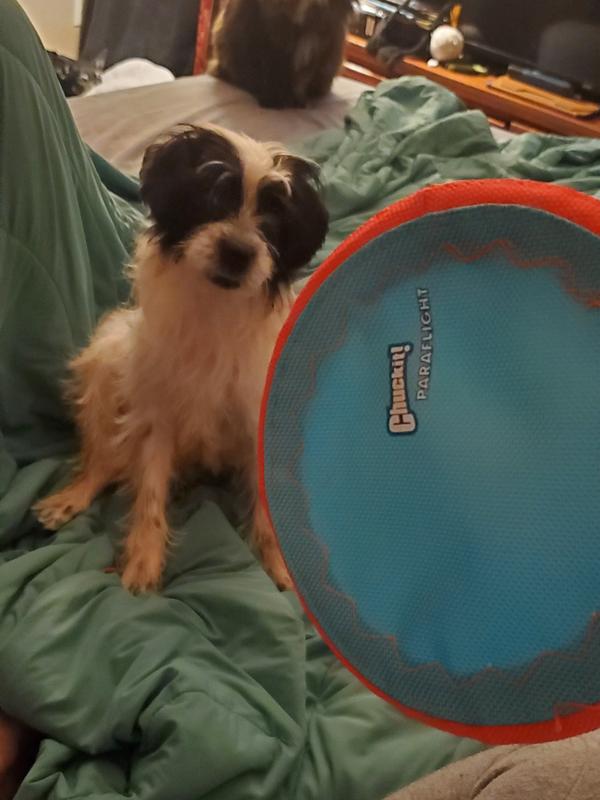 A rare moment of Guppy being still while I hold her frisbee.