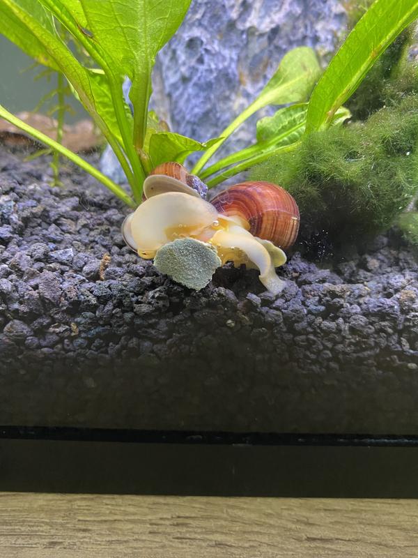 Two snails one algae wafer