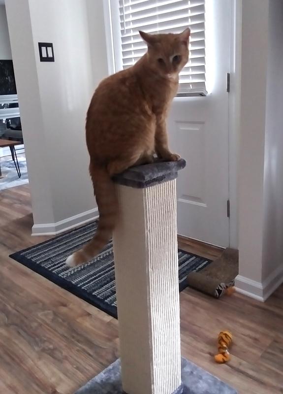 Big boy scratching clearance post