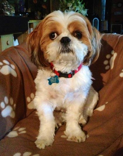 Mickey loves Cranberry Comfort!