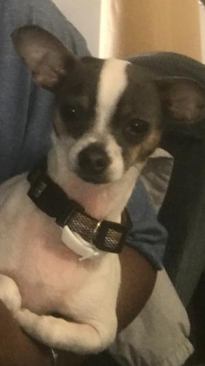 Davis Oatmeal Leave-On Dog & Cat Conditioner