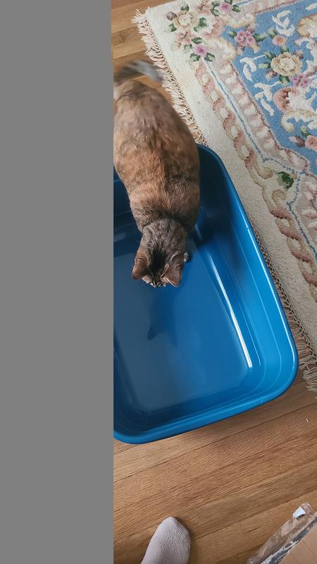 My cats were interested in it right away! Nice and big, they love it.