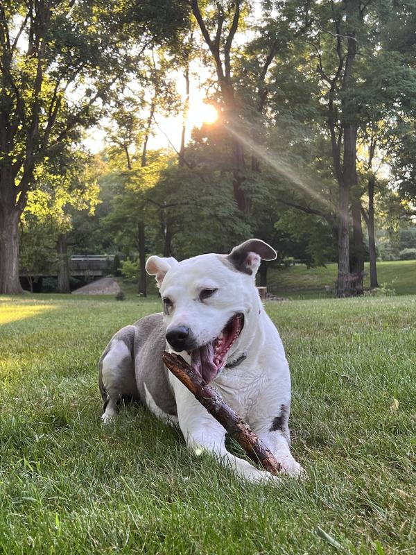 Our 11-year-old dog plays like a puppy again!