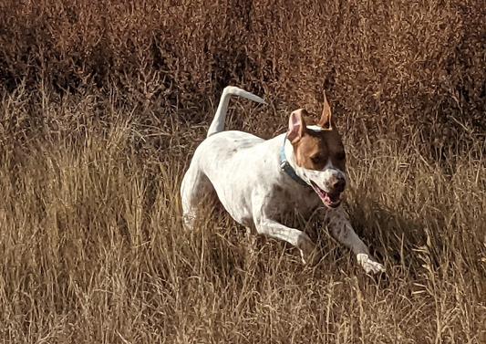 Happy Dog!
