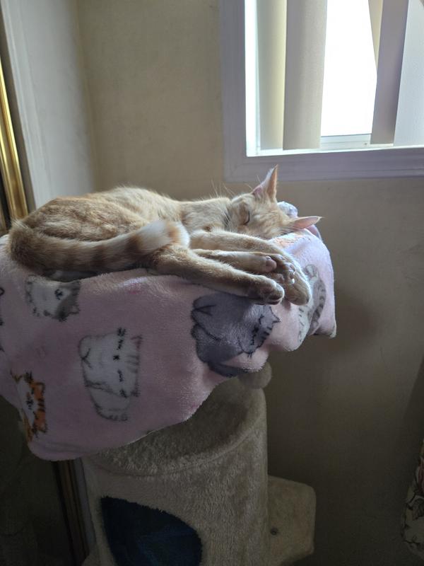 My cat, Rusty, loves his cat tree!