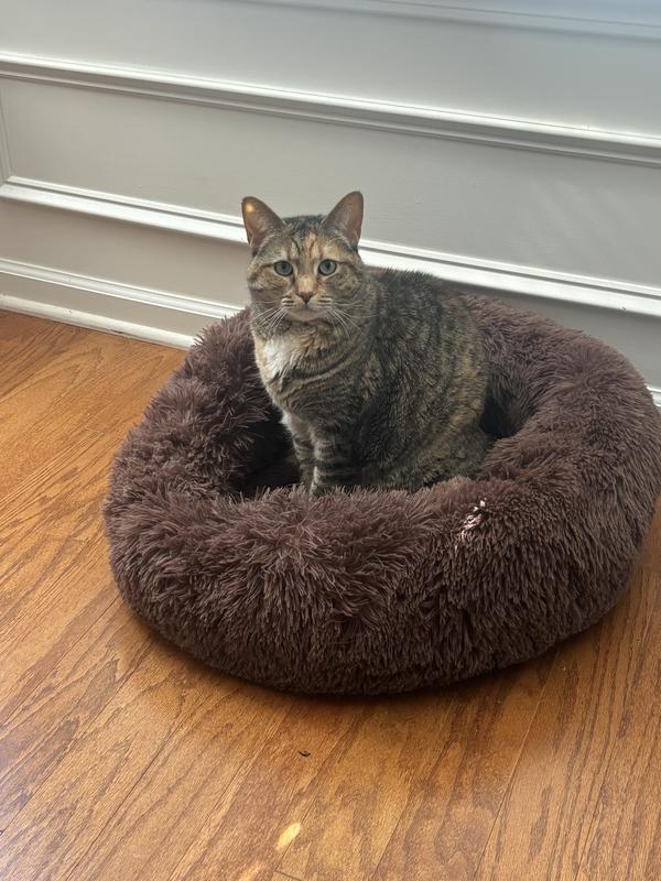 Pictured is my 12 lb cat, Mabel, for reference.