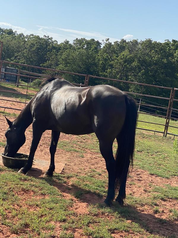 PROELITE Ultra Premium Senior Low Sugar & Low Starch Horse Feed, 50lb bag