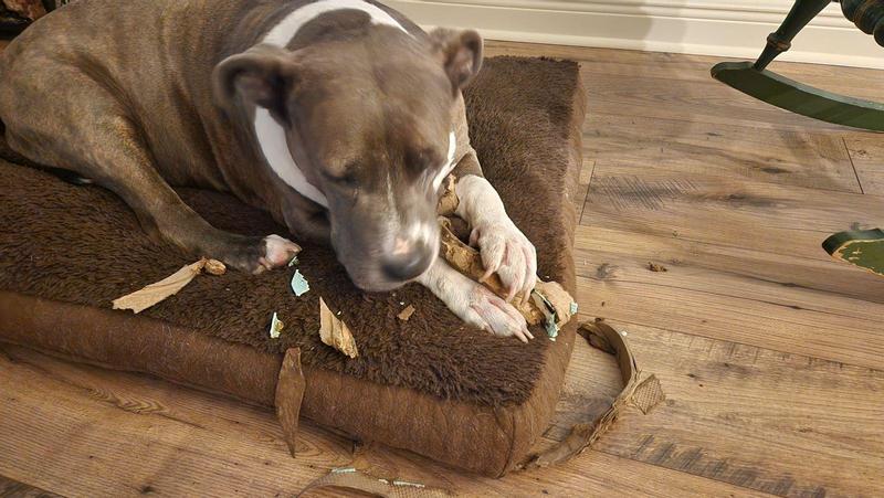 Safer than sedation cleaning.