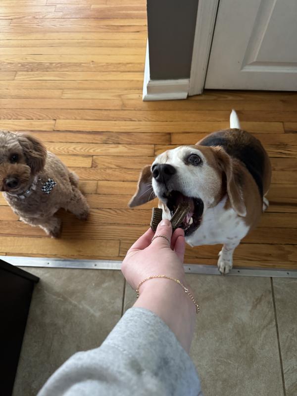 I often dog sit my grandmothers beagle and he loved them as well!