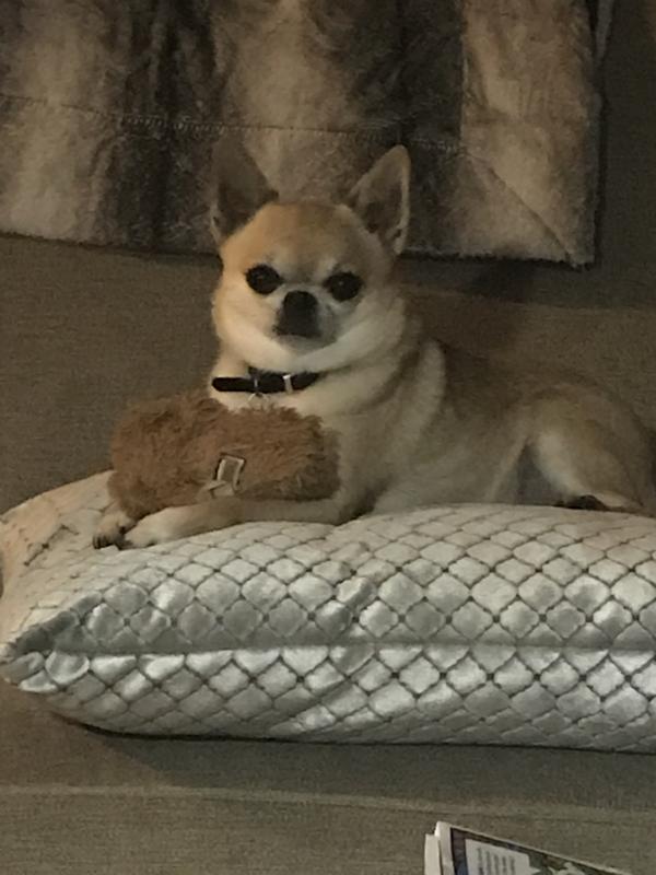 Taco, our chihuahua.