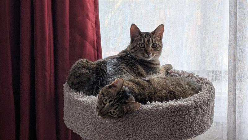 Happy Cats