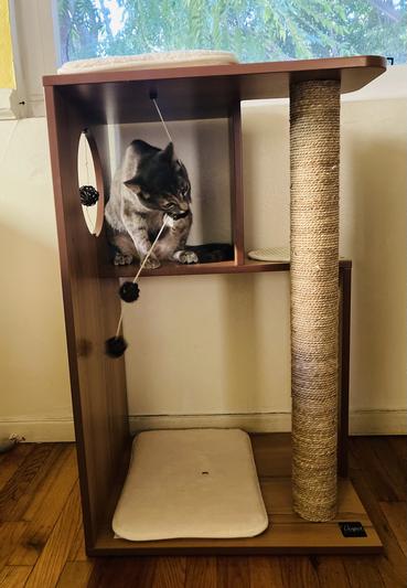 Our kitten Lyra on the cat tree (before she tore the ball toys apart)