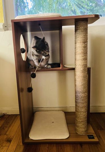 VESPER Large Box 30.71-in Modern Cat Tree, Walnut - Chewy.com