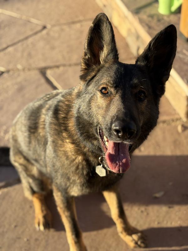 Happy dog that loves the supplement!
