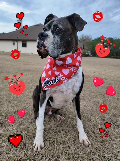 Hank on Valentine's Day