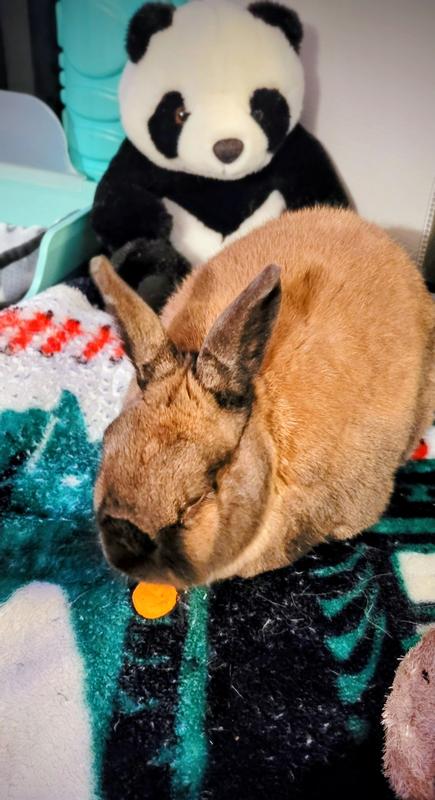 My boy Rhu enjoying the carrot flavor muncher