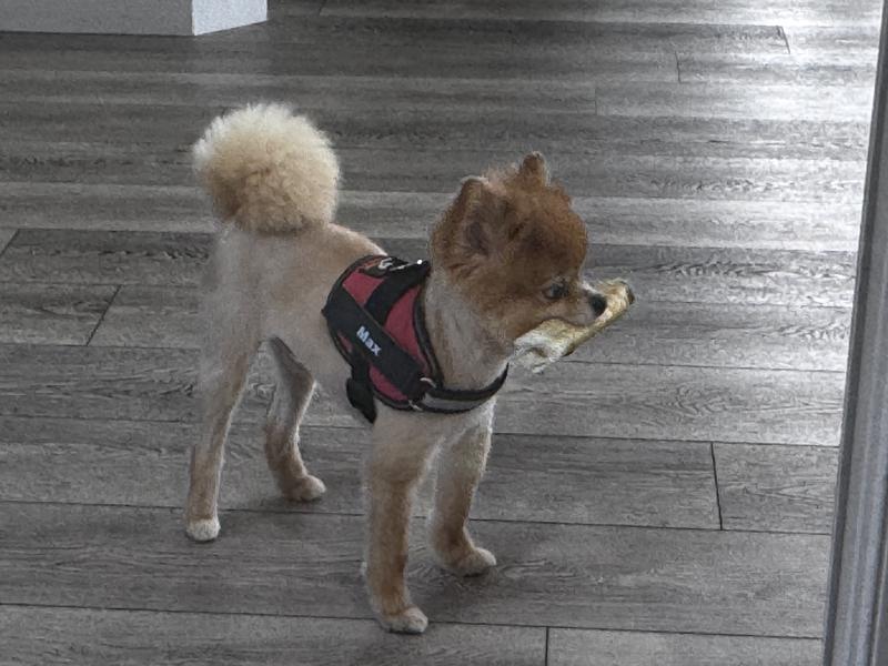 King Max also likes to play fetch with it.