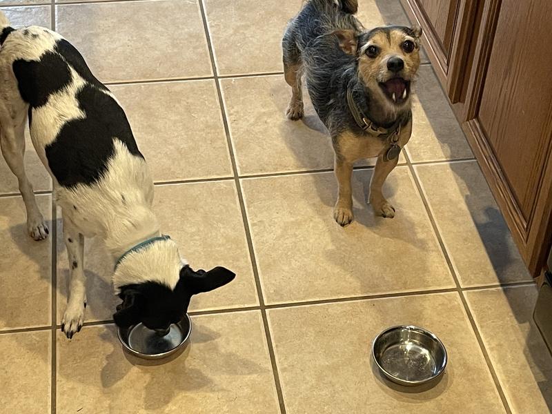 Looks like a bowl of food for me