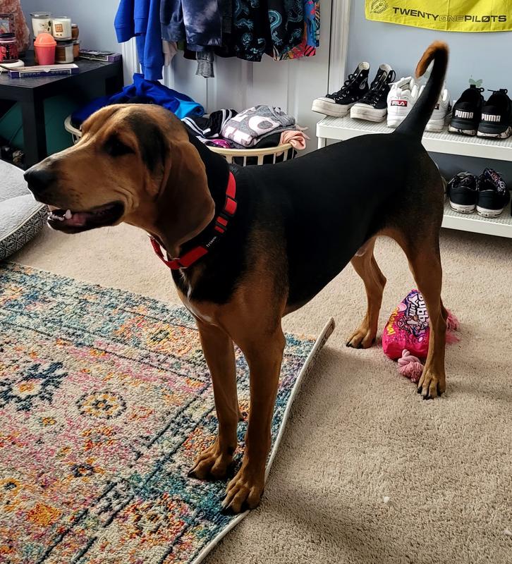 CANNY No Pull Padded Dog Training Head Collar, Blue, 5, Neck Size 1719