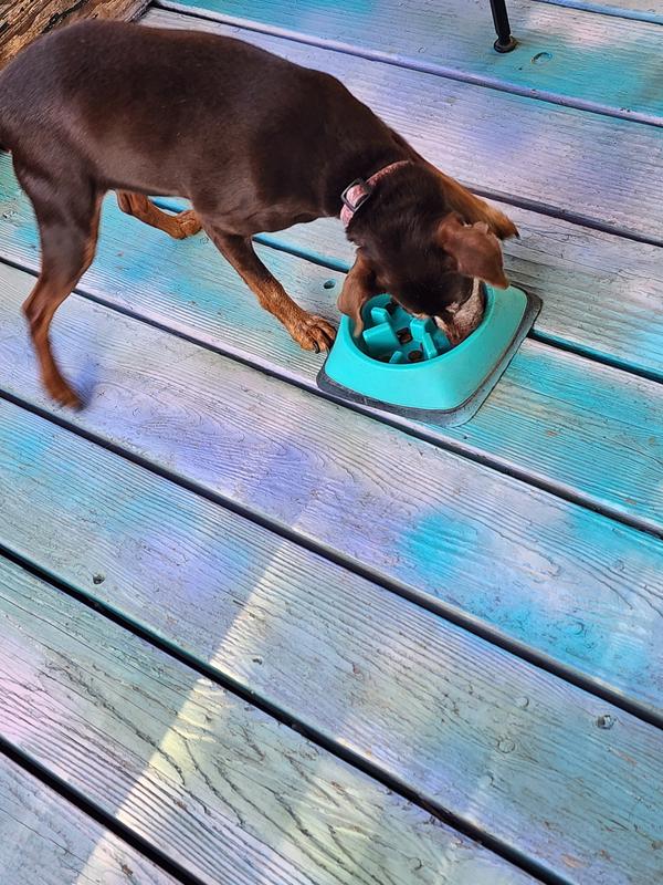 Dash usual has to check out all the other dishes to be sure they're all the same. Not with Edgar and Cooper.