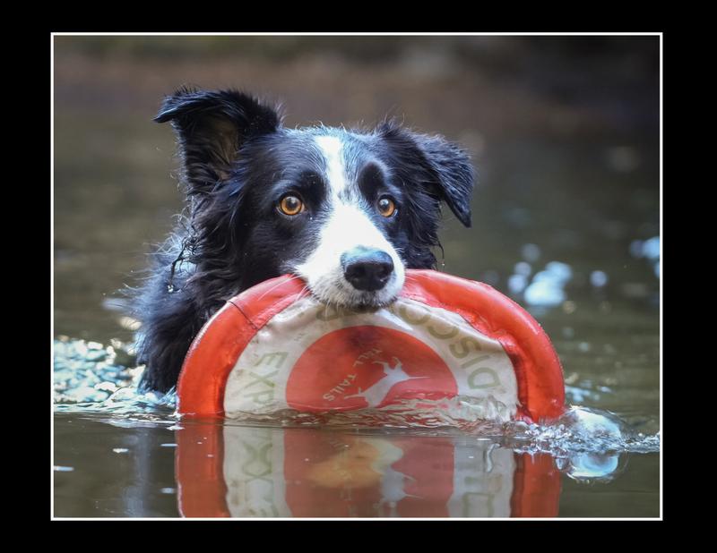 The ultimate frisbee dog.