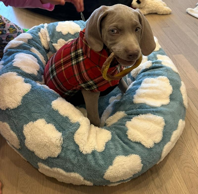 Loves his puppy teethers!!!!!