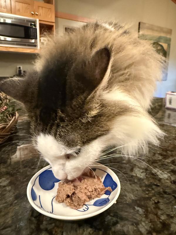 7 year old finicky cat loves it!