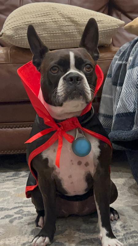 Penny the Boston Terrier wearing the costume