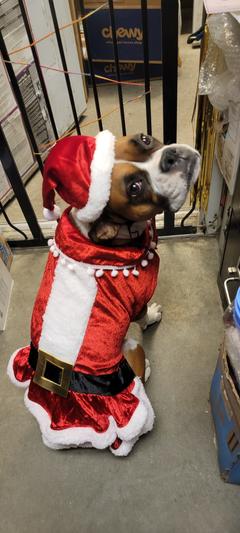 Dog mrs claus clearance costume