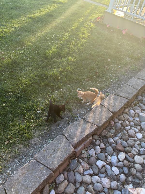 Hill's Science Diet Kitten Sensitive Stomach & Sensitive Skin Salmon & Vegetable Stew Wet Cat Food