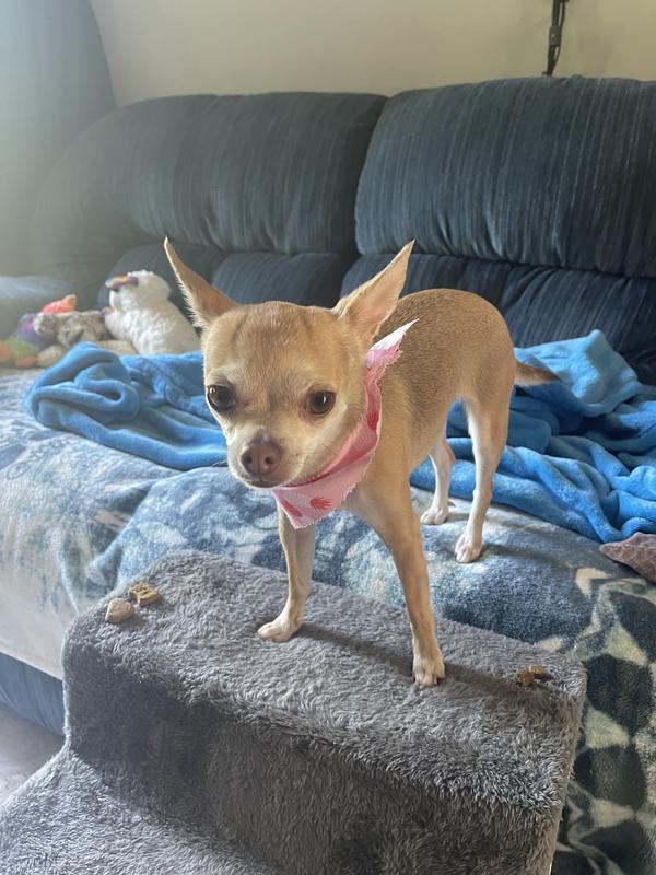 ALLABSORB Silicone Training Pad Holder