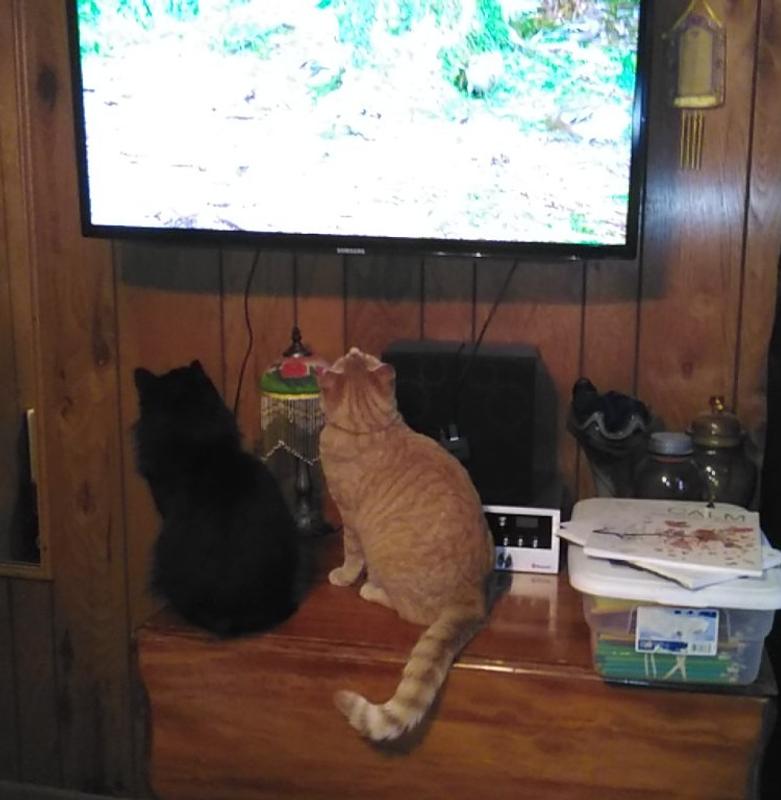 Sebastian watching his bird channel with his "stray" roommate