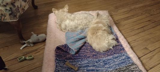 Tabitha and Belle love Hills!