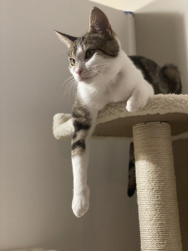 Cat on the top perch