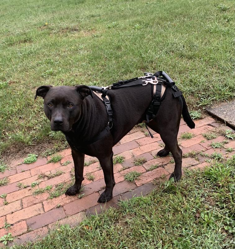 PetSafe CareLift Handicapped Support Dog Harness