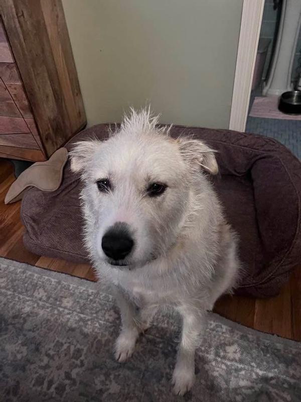 Sweet Greta ( my 7 yo I lost in October )