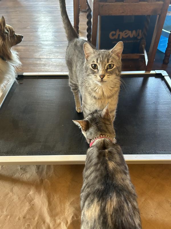 The kitties love this bed, too!